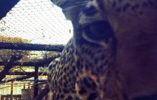 Chipangali Wildlife Orphanage ...