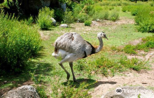 La Estacion de Cria de Fauna