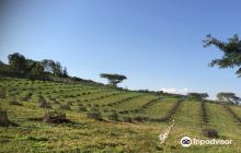 Masai Village