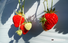 Chuemon Fishing Pond