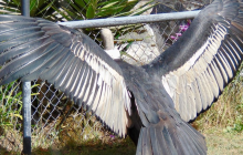 Condor Park