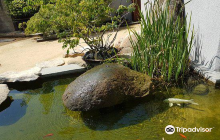 Museo Bonsai Luis Vallejo