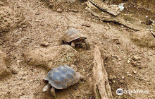 Galapaguera de Cerro Colorado