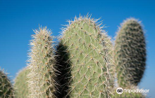 Ayia Napa Cactus Park