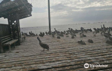 Dock Of Port Eten