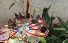 St. Gregorios Orthodox Church