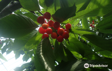 Hamada Marutome Fruits Gaden