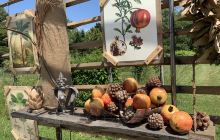 Conservatoire et Jardin botani...