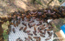 Beehive Honey Park, Passion Fr...