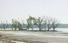 The Sundarbans