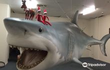 Great White Shark Replica