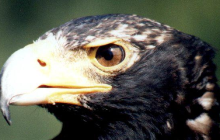 Eagle Encounters, Stellenbosch...