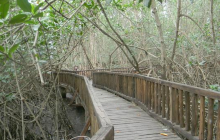 Isla Corazon Mangrove Reserve