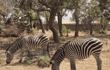 蒙达旺加生态园