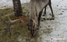 Saariselka Reindeer Farm