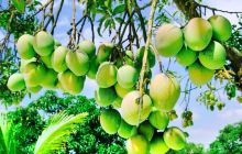 Belapur Mango Garden