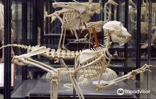 Natural History and Technology...