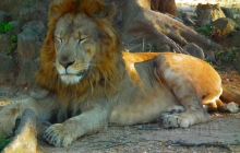 Gir National Park