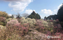 Tatsuo Shrine Hanateien