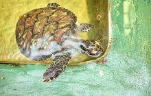 Sea Turtle Conservation Projec...