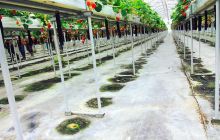 いずみ小川 いちご農園