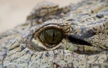 The Crocodile Ranch