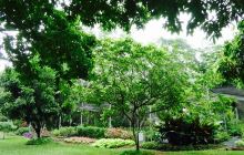 Belize Botanic Gardens