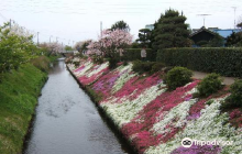 Yagokoro Omoikane Shrine