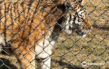 Lionsrock Big Cat Sanctuary