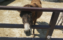 Dipotamos Donkey Farm