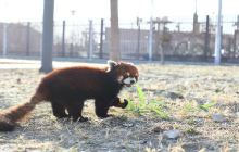 爱保野生动物世界