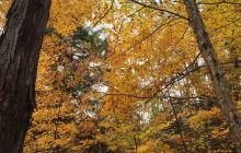 西畴县鸡冠山森林公园