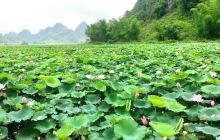 布镜湖荷莲世界