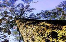 金秀银杉森林公园