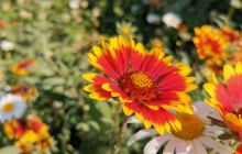 尤渡花园小公园