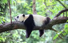 中国大熊猫保护研究中心雅安基地