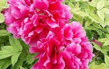 洛阳国际牡丹园