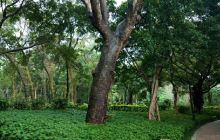 打鼓岭道休憩花园