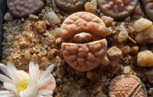 多肉植物主题公园