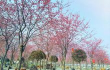 元升樱花生态园