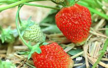 万奥农庄草莓采摘