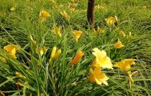 梯青塔湿地公园