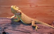 BOBOZOO室内动物园·消消乐萌萌...