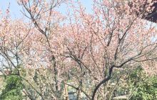 邯郸冰雕荷花展