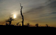 金塔沙漠森林公园