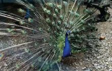 缙云德菲利庄园