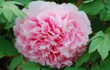 郁金香牡丹公园赏牡丹