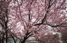 向日葵少儿美术馆