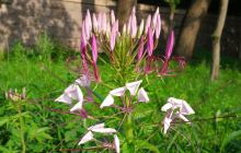 察哈尔烈士陵园