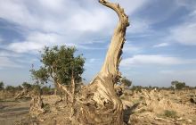 伊吾淖毛湖胡杨林生态园景区